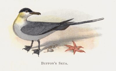 Pomarhine Skua by Alexander Francis Lydon